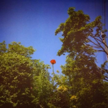 Image of Benoit Pioulard - Sonnet Vinyl