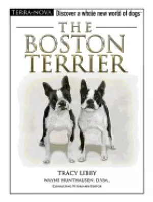 Image of boston terrier