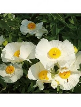 Image of You Garden Romneya Coulteri 2L