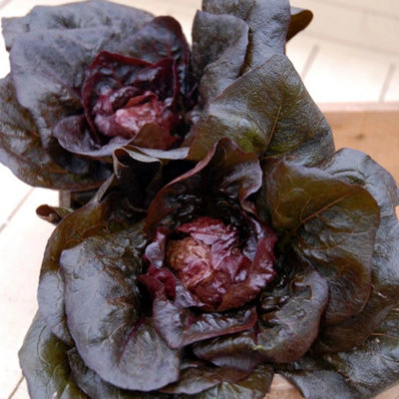 Image of Thompson & Morgan Intred Mini Romaine Lettuce - Vibrant Purple/red Leaves Crisp Summer Salad Easy Grow 100 Seeds