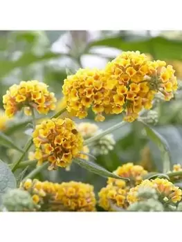 Image of Buddleia 'Sungold' 2L