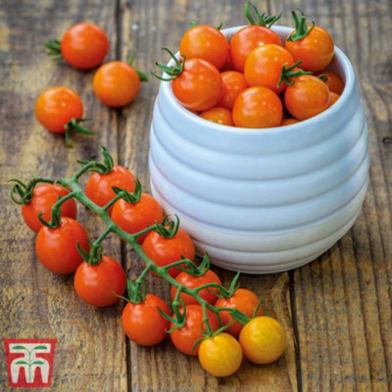Image of Thompson & Morgan Tomato Honeycomb F1 1 Seed Packet (10 Seeds)