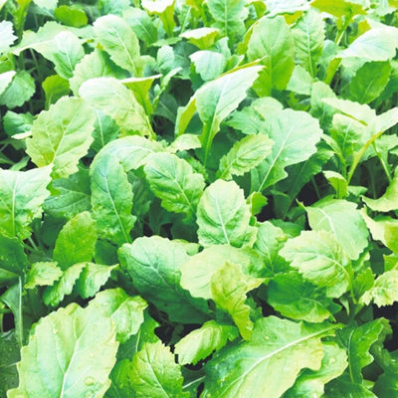 Image of Thompson & Morgan Rocket Scorpion Seeds - Hardy Annual Salad Leaves Spicy For Microgreens & Edible Flowers - 1000 Seeds
