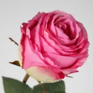 Image of Crossland Grove Rose Stem Pink (6Pk) 770Mm