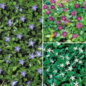 image of Yougarden Vinca Collection x 3 Plants in 9cm Pots