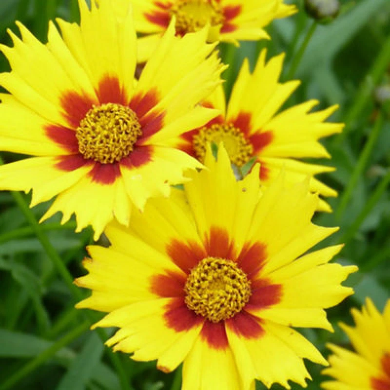 Image of Thompson & Morgan Coreopsis Lanceolata Sterntaler 1 Litre Potted Plant X 2