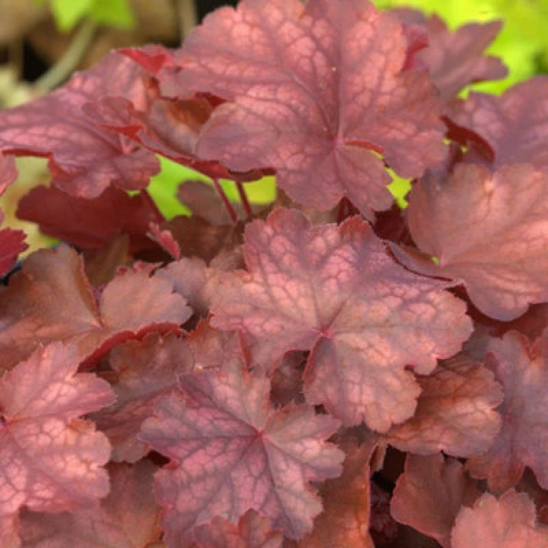 Image of Thompson & Morgan Heuchera Fire Chief 9Cm Potted Plant X 1