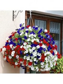 image of Patriotic Petunia Basket/Planter Pluig Mix X 12