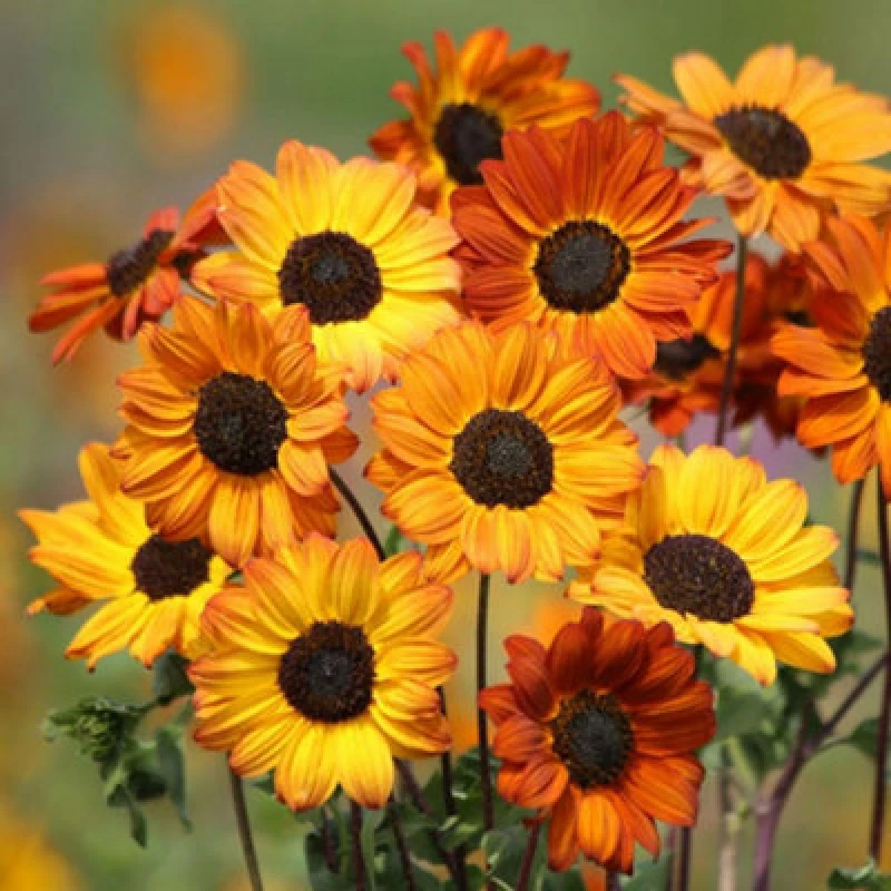 Image of Sunflower Soluna Bronze Hardy Annual Multi-Branching Orange-Bronze Flowers 1 Packet X 20 Seeds By Thompson & Morgan