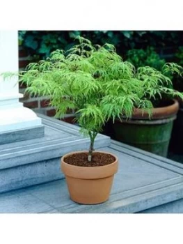 image of Acer Palmatum 'Dissectum' 3L