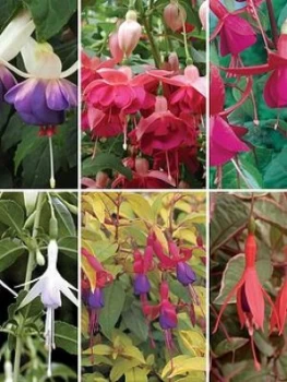 Image of Handy Fuchsia Collection 6X9cm Varieties