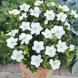 Image of YouGarden Gardenia 'kleim's Hardy' X 3 Plants In 9Cm Pots