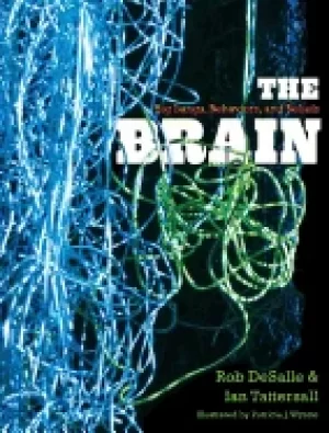 Image of brain big bangs behaviors and beliefs