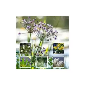 Image of Yougarden - Pond Plant Collection 6 x 9cm