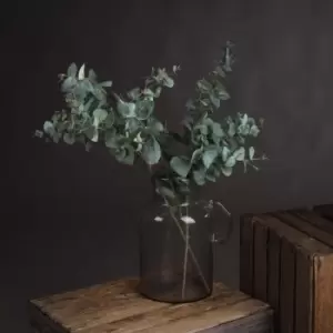 Image of Variegated Eucalyptus