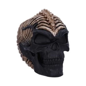 Image of Spine Head Skull