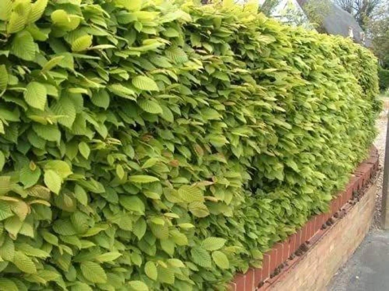 Image of F&G Supplies 10 x 4-5ft Hornbeam (Carpinus Betulus) Field Grown Semi-Evergreen Native Hedge Plants Saplings - Easy to Grow in Green Green Unisex
