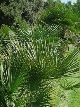 Image of Chamaerops Humilis (Hardy Fan Palm) 80Cm
