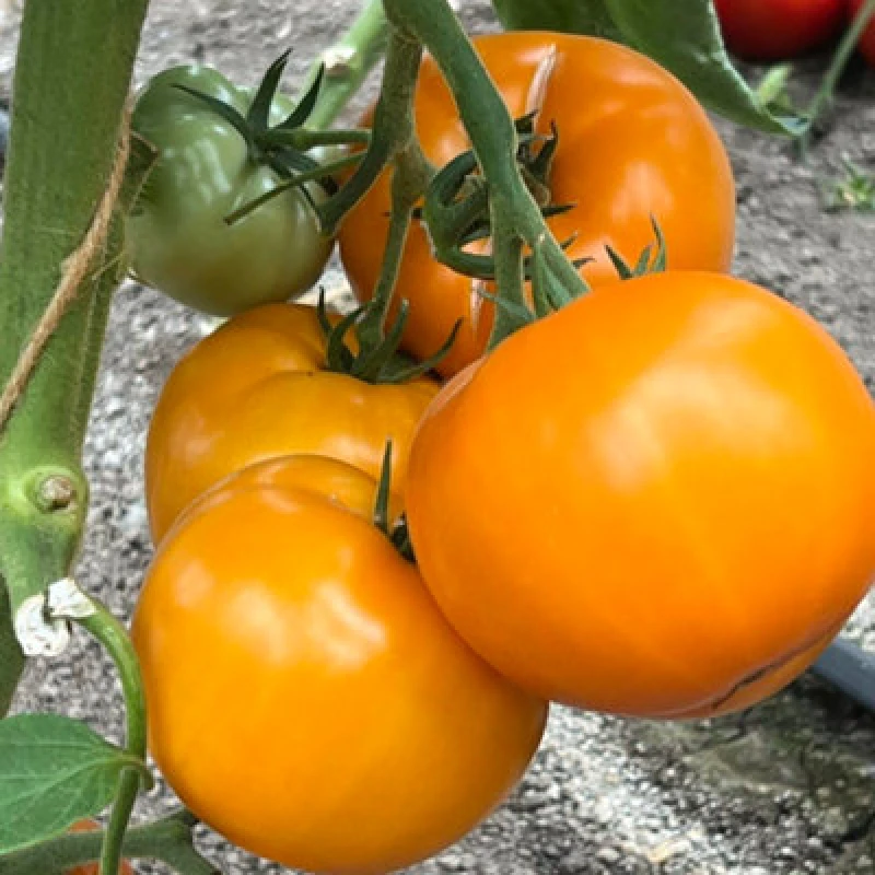 Image of Thompson & Morgan Tomato Lemonita F1 1 Seed Packet