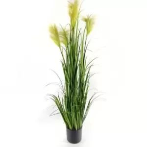 Image of Stanford Home Grass with Pampas 22 - Green