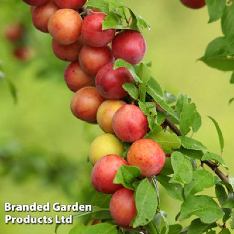 Image of Thompson & Morgan Fruit Plum (Prunus) Victoria Patio Standard (St Julien) 5 Litre Potted Plant X 2