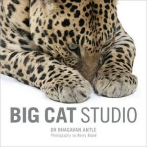 Image of Big Cat Studio by Dr Bhagavanle Antle Paperback