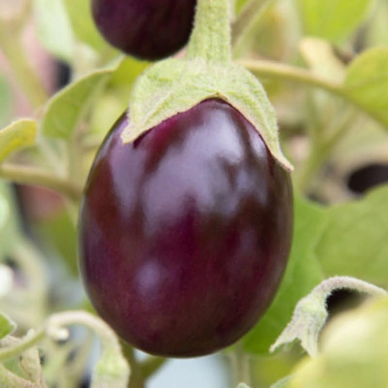 Image of Thompson & Morgan Aubergine Baby Black Jack F1 Seeds - Compact Spineless Mini Aubergine For Pots & Containers - 8 Seeds