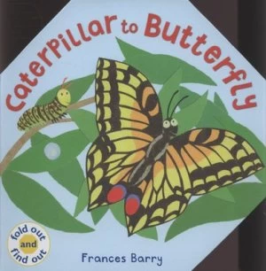 Image of Caterpillar to Butterfly by Frances Barry Hardback
