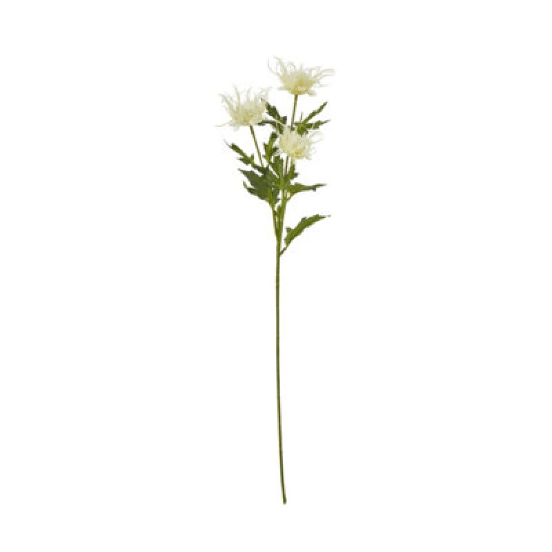 Image of Cream Sea Holly Spray