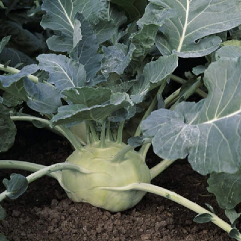 Image of Thompson & Morgan Kohl Rabi Kossak 1 Seed Packet