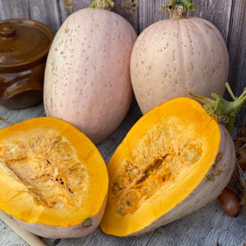 Image of Thompson & Morgan Jumbo Pink Banana Squash Seeds (Winter) - Huge Pink Fruit Sweet Orange Flesh Vegetable Seeds - 1 Packet