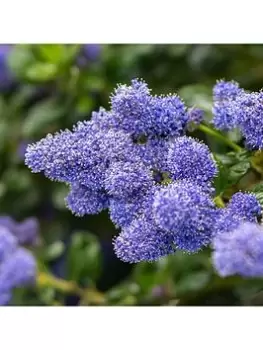 image of Ceanothus Thyrsiflorus Repens (2L Pot)