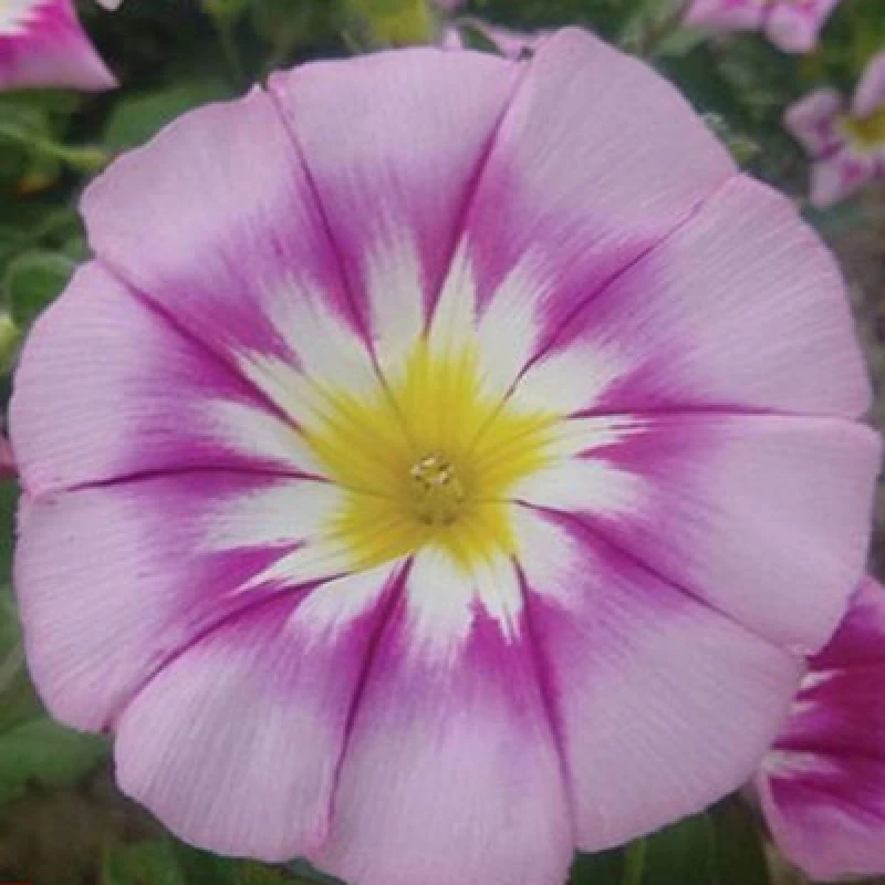 Image of Thompson & Morgan Convolvulous Ensign Rose 1 Packet (180 Seeds)