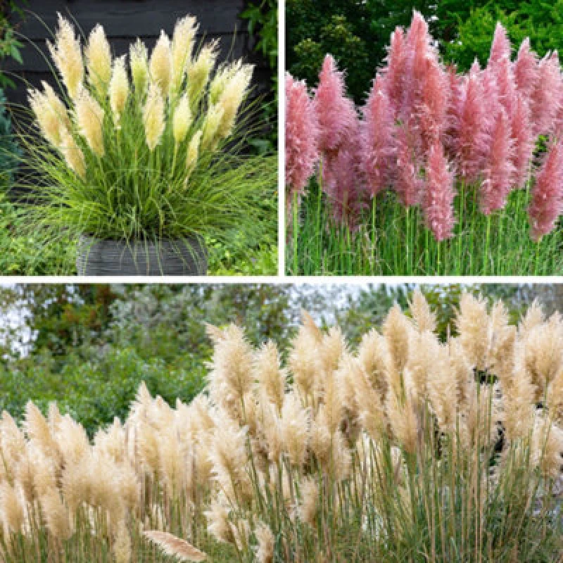 Image of YouGarden Pampas Grass collection 9cm x3 Plants 3x9cm pots Multi 38986499000