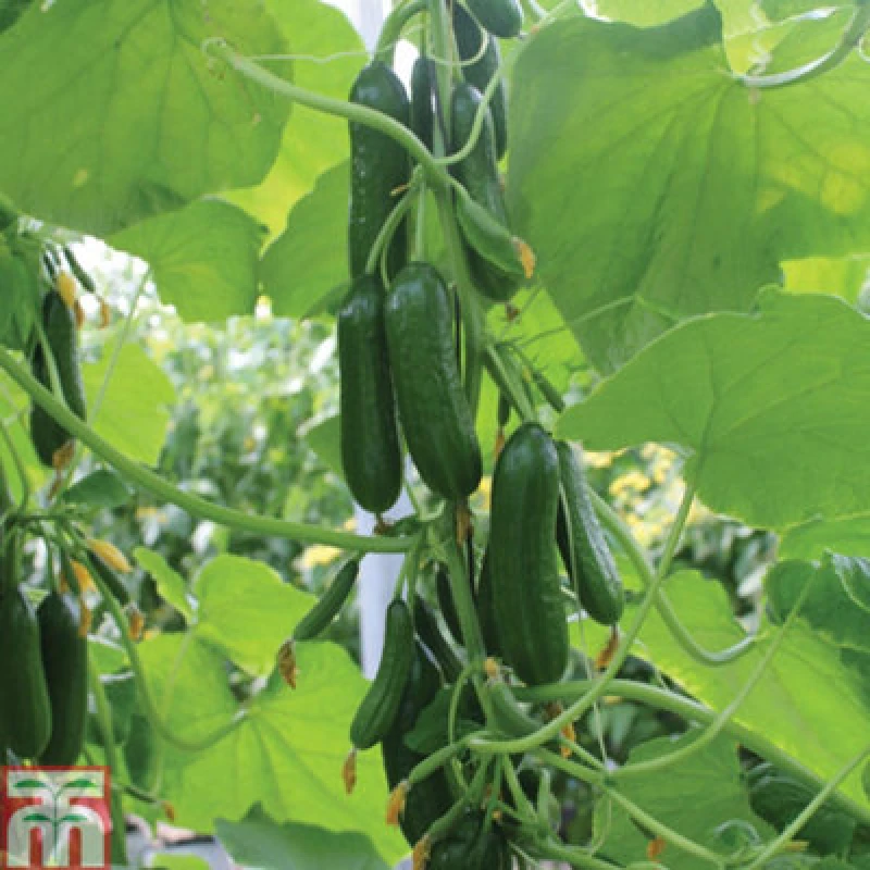 Image of Thompson & Morgan Cucumber Nimrod 1 Seed Packet (4 Seeds)