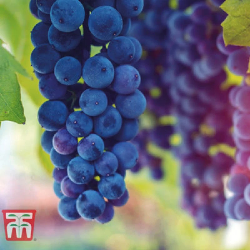 Image of Thompson & Morgan Grape (Vitis) Cabernet 10.5Cm Potted Plant X 1