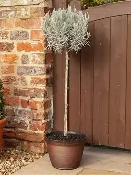 Image of English Lavender Munstead Standard Tree 90Cm Tall