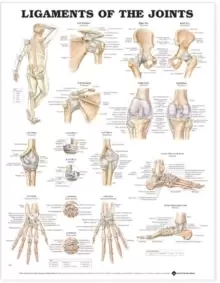 Image of Ligaments of the Joints Anatomical Chart