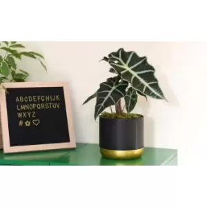 Image of Thompson & Morgan Thompson and Morgan Alocasia amazonica (Elephant Ear Plant) 11cm Pot x 1