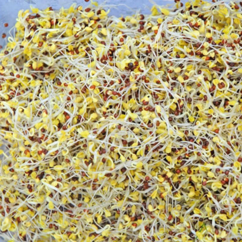 Image of Thompson & Morgan Broccoli Green Sprouting Seeds - Quick Harvest Nutrient-Rich Shoots. Great For Beginners & Kids. 1 Packet