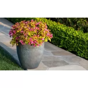 Image of Thompson & Morgan Thompson and Morgan Weigela Towers of Flowers Cherry 9cm Pot x 1
