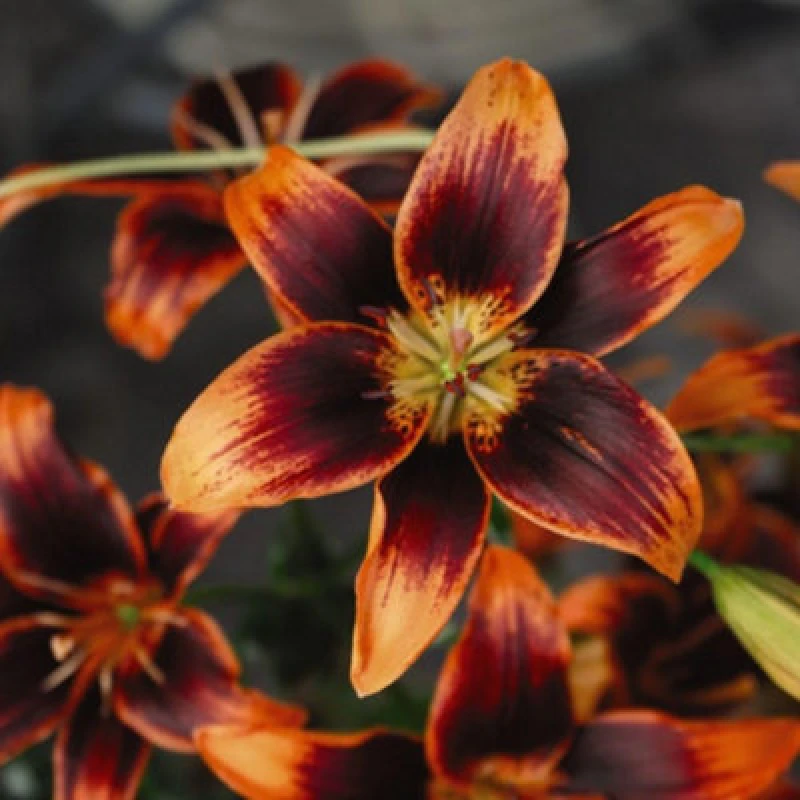 Image of Thompson & Morgan Lily Forever Susan 10 Bulbs - Summer Flowering