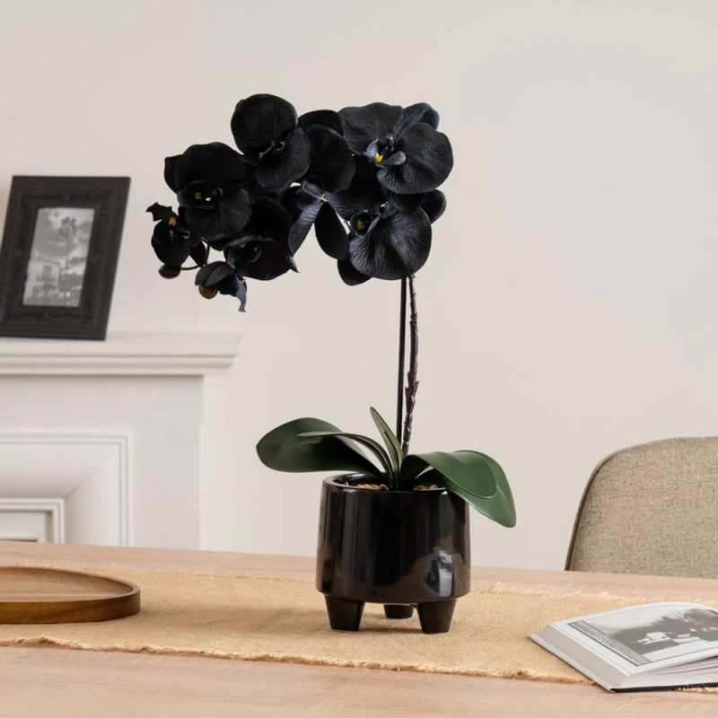 Image of Scottish Everlastings Ltd 50cm Black Orchid in Ceramic pot Black Unisex