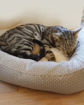 Image of Cotton Traders Dotty Cat Bed in Grey