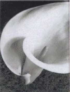 Image of Imogen Cunningham by Imogen Cunningham and Manfred Heiting Book