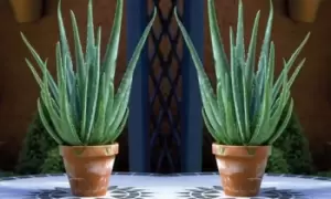 Image of Aloe Vera Plant, Three, Green