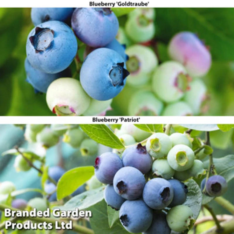 Image of Thompson & Morgan Grow Your Own Fruit Blueberry Duo 9Cm Pot X 2