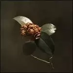 Image of young sick camellia