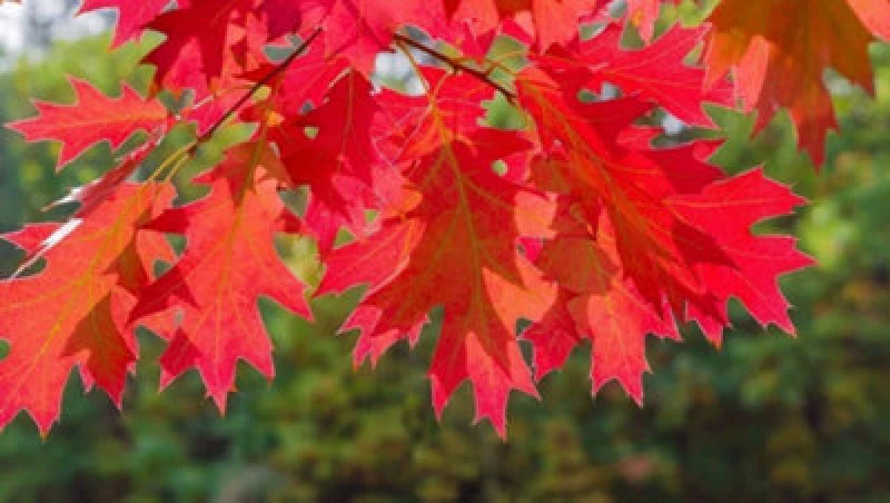 Image of Inspirational Gifting 2-3ft Red Oak (Quercus Rubra) Field Grown Hedging Plants Tree Whip Sapling - Pack Of 10