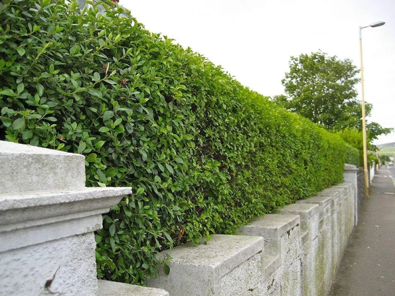 Image of F&G Supplies 10 x 4-5ft Green Privet (Ligustrum Ovalifolium) Evergreen Bare Root Hedging Plants Green Unisex